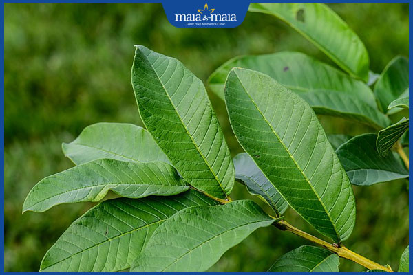 Trị nấm da đầu bằng lá ổi có tốt không? Gợi ý cách thực hiện 2 lá ổi