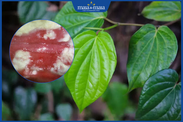 hiệu quả trị nấm âm đạo với trầu không