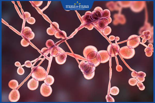 Dấu hiệu nhiễm nấm Candida và cách điều trị dứt điểm 2 vi nấm candida