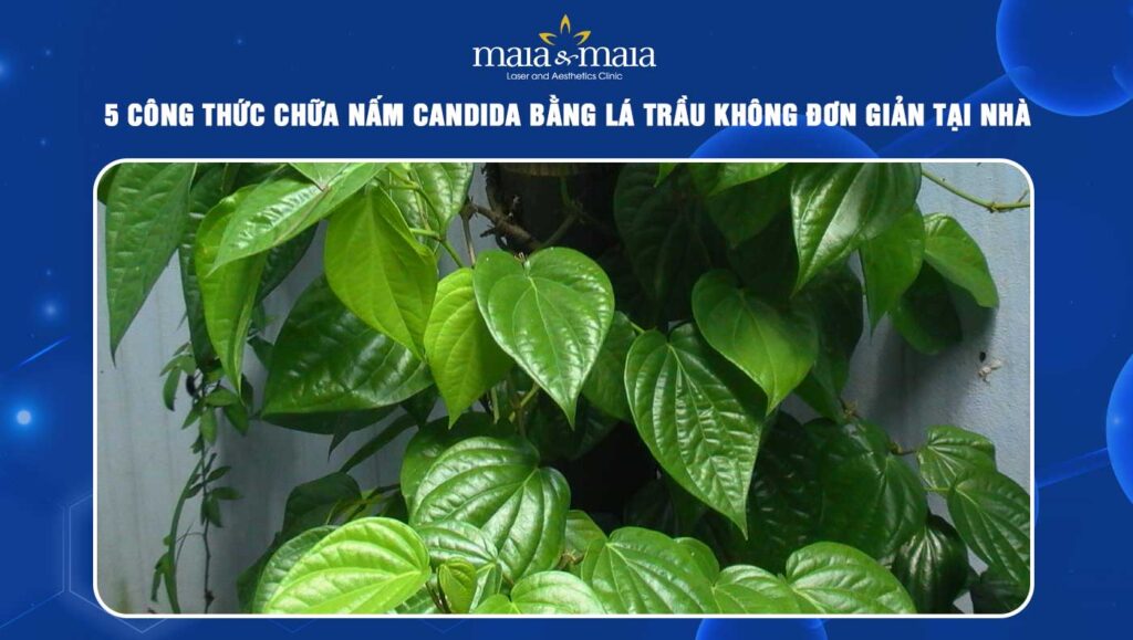 chữa nấm candida bằng lá trầu không