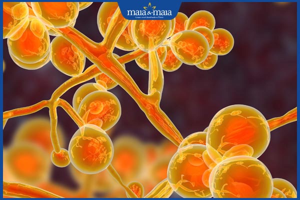 nấm candida