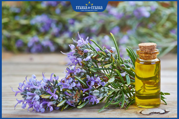 Dầu hương thảo dưỡng tóc tốt không? Công dụng và cách dùng 2 dầu hương thảo