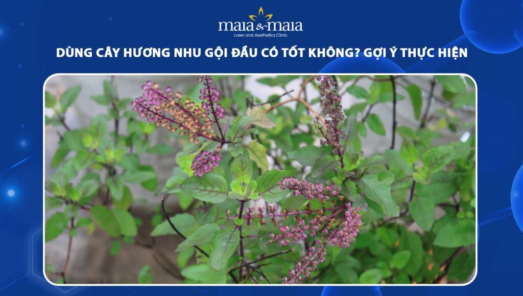 cây hương nhu gội đầu