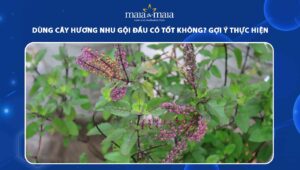 cây hương nhu gội đầu