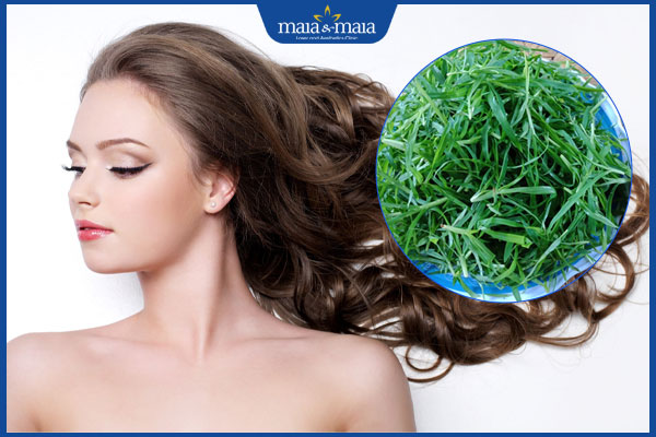 công dụng cỏ mần trầu