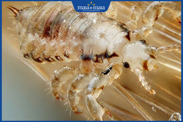 Rận mu có sống trên tóc không? Nhận biết nhanh trong 1 phút 2 rận mu