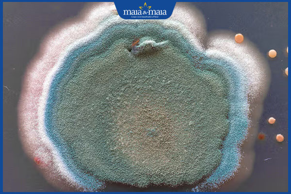 nấm mốc Aspergillus