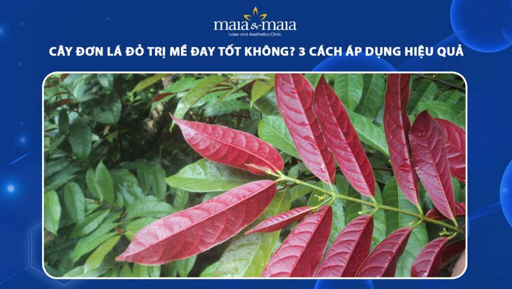 cây đơn lá đỏ trị mề đay